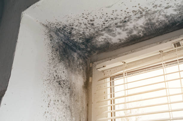 Affordable Mold Cleanup solutions in Chester, IL